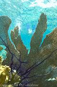 BVI Diving-0089